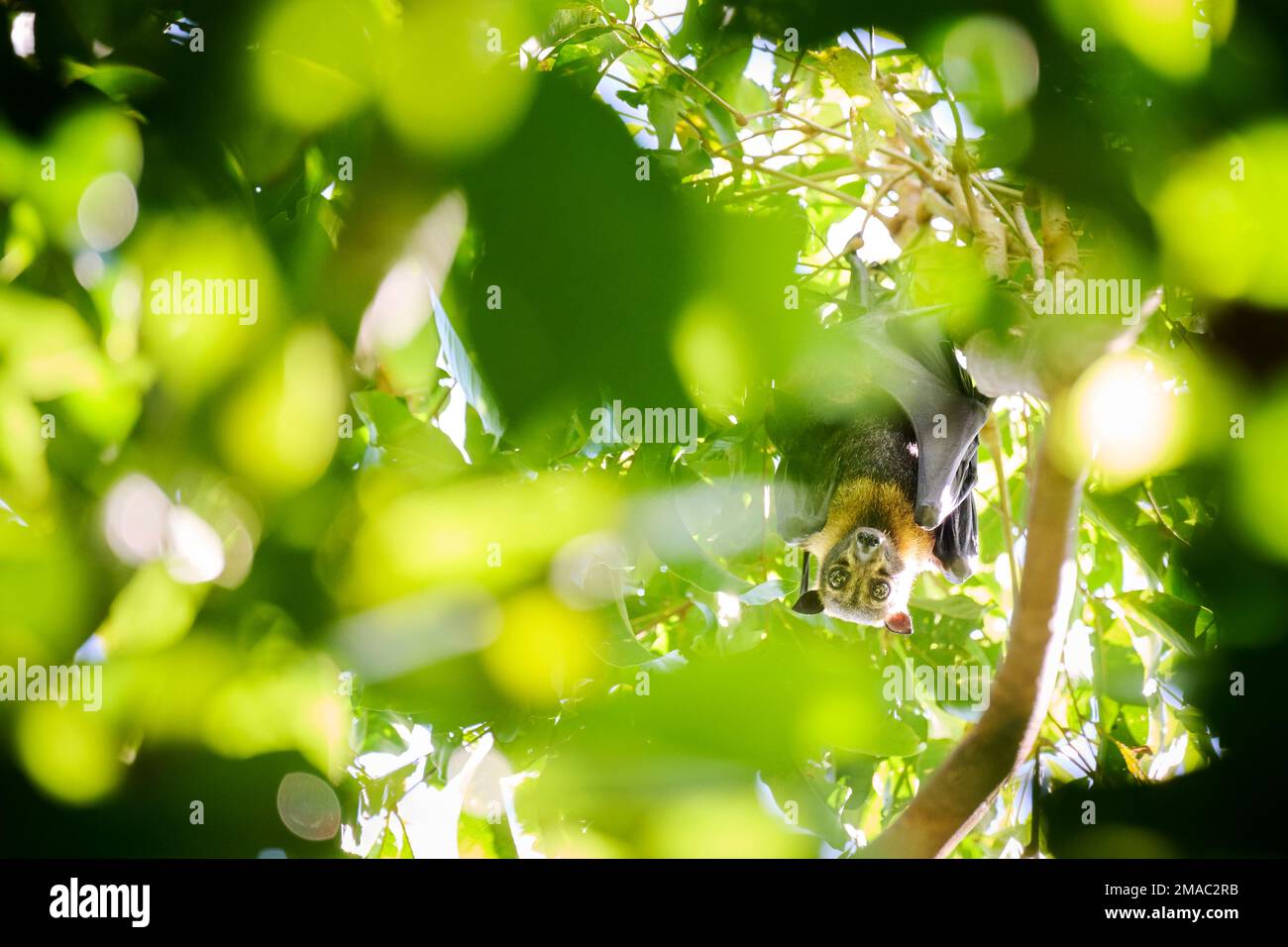 Flying Fox also known as Fruit Bats photographed in Raja Ampat Islands Stock Photo