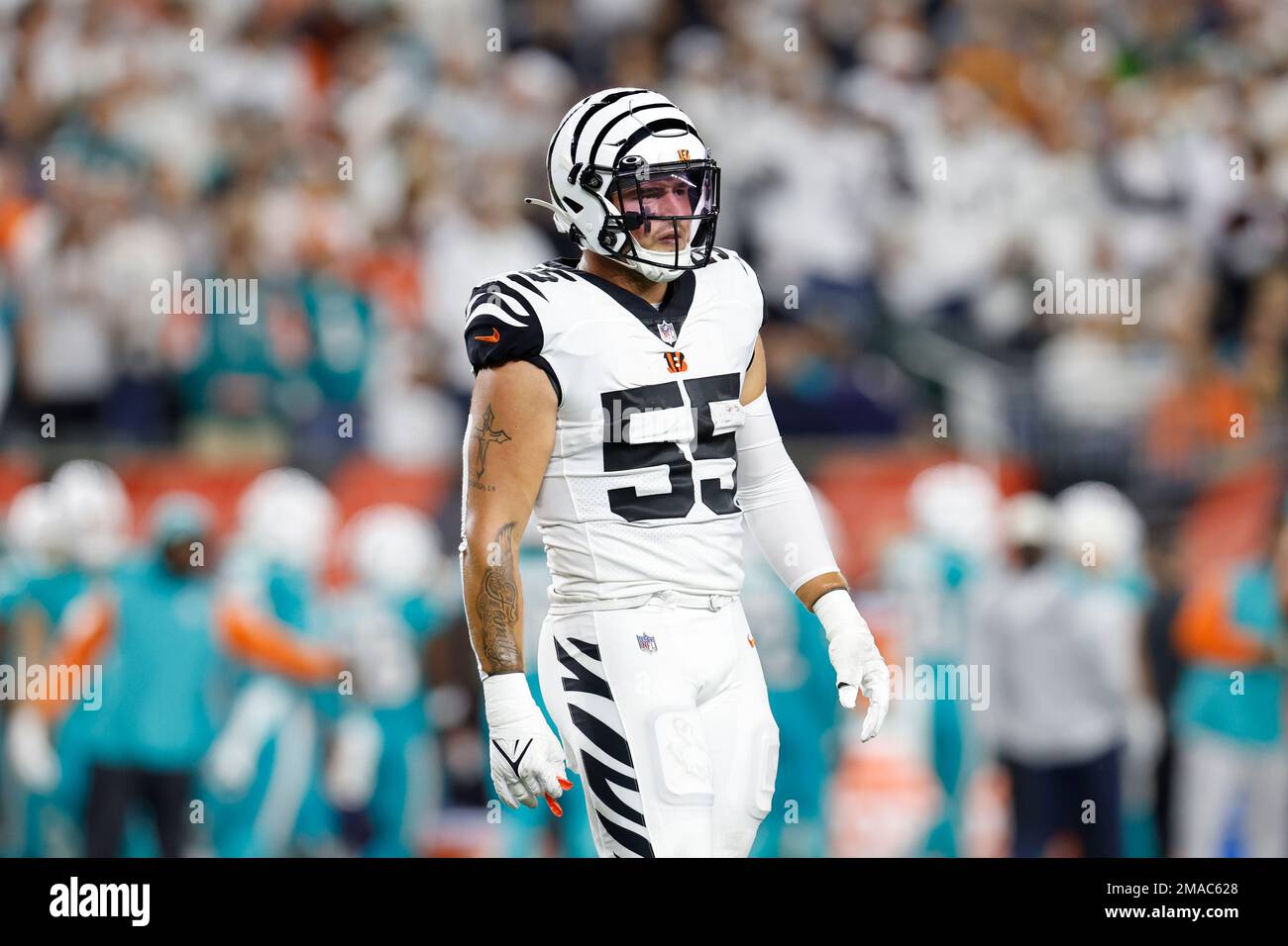 Cincinnati Bengals linebacker Logan Wilson (55) lines up for the snap  during an NFL football game against the Miami Dolphins on Thursday,  September 29, 2022, in Cincinnati. (AP Photo/Matt Patterson Stock Photo -  Alamy