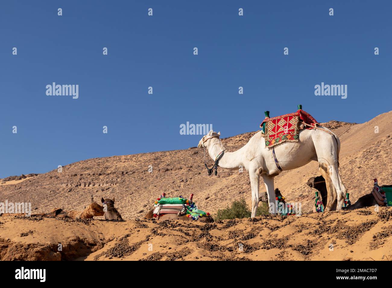 White camel standing up with colorful traditional saddle in Egypt with