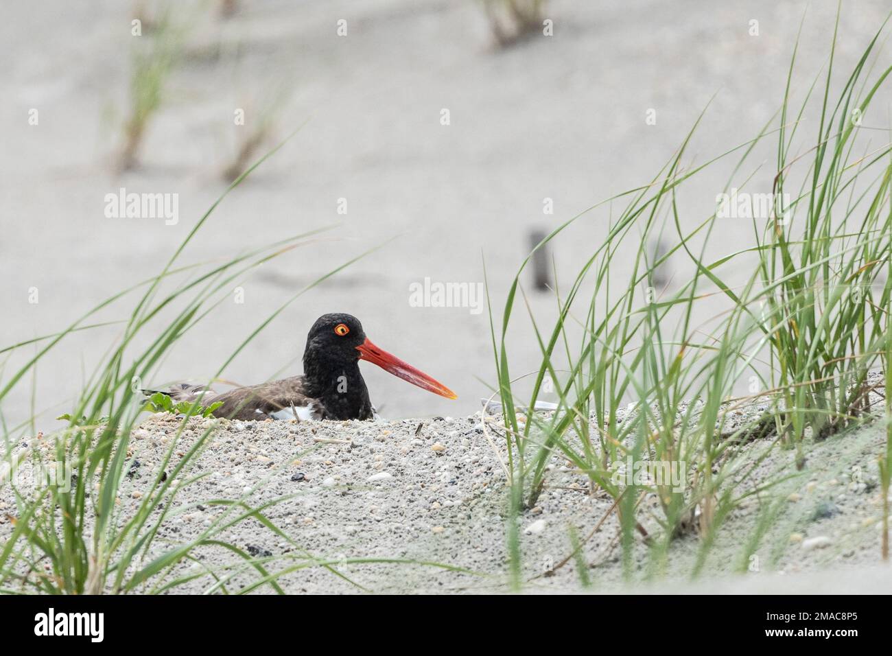 American Oystercatcher (Haematopus) nesting in Sand Dunes on Beach in