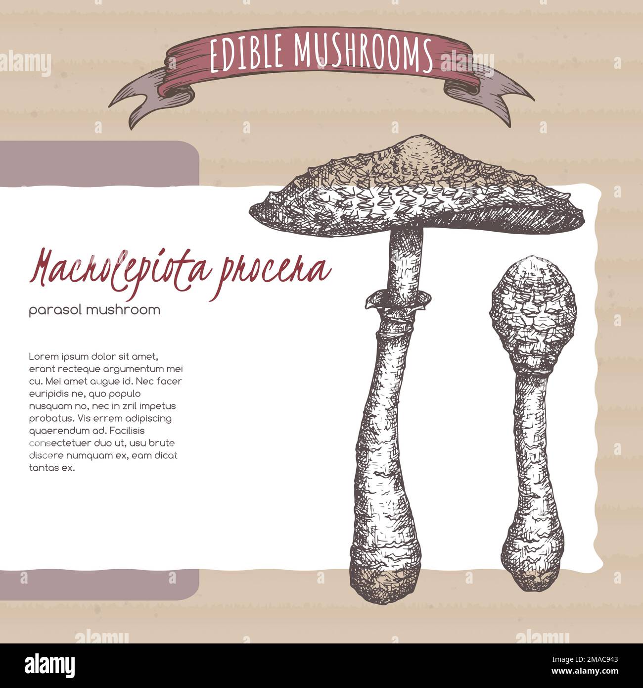 Macrolepiota procera aka parasol mushroom sketch on cardboard