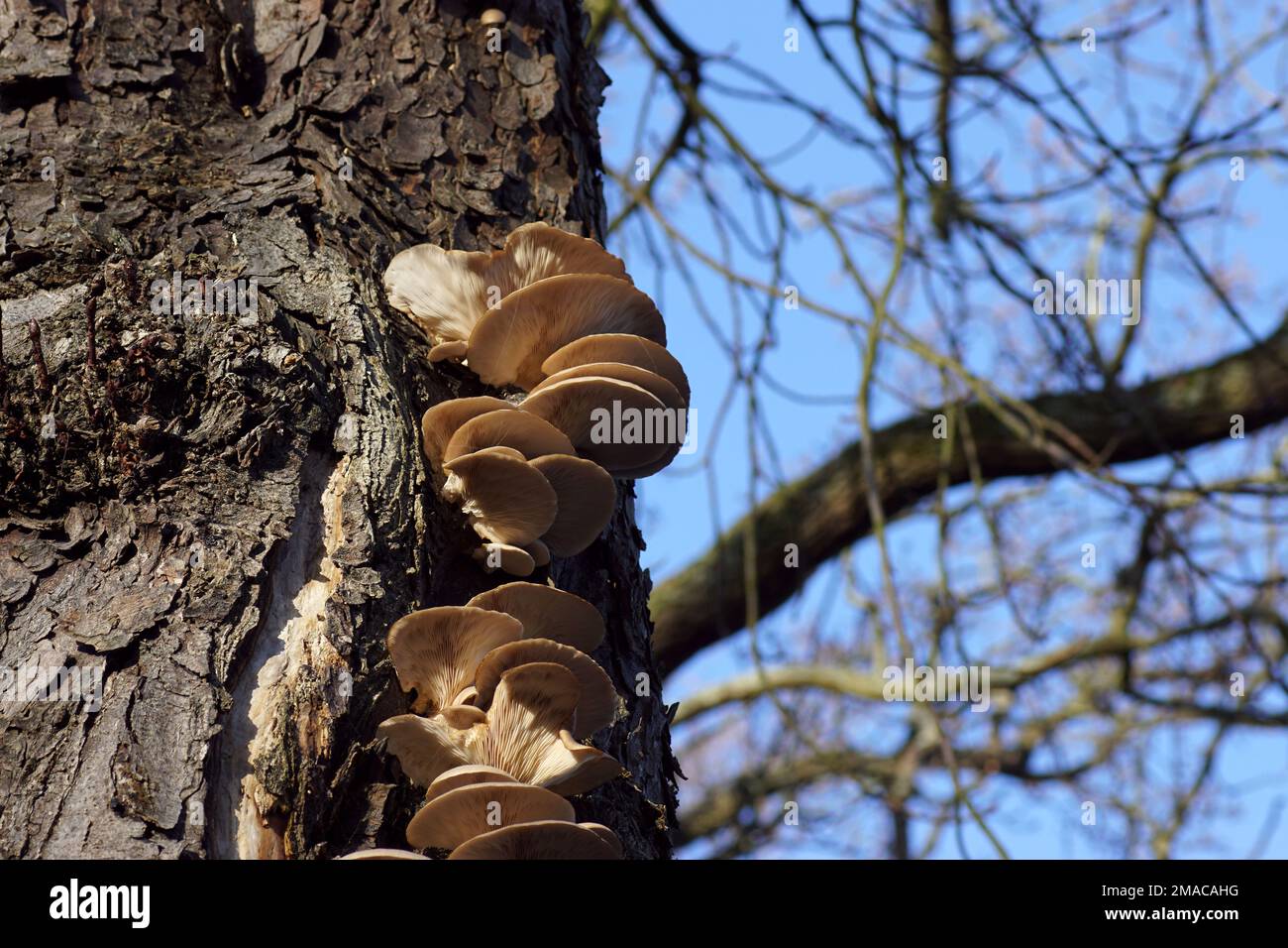 Pleurotus ostreatus, the oyster mushroom or oyster fungus. Mushrooms on
