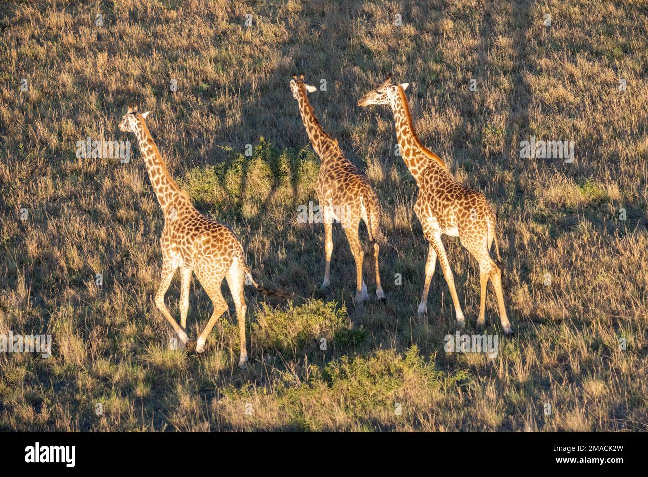 Giraffes in Masai Mara Stock Photo - Alamy