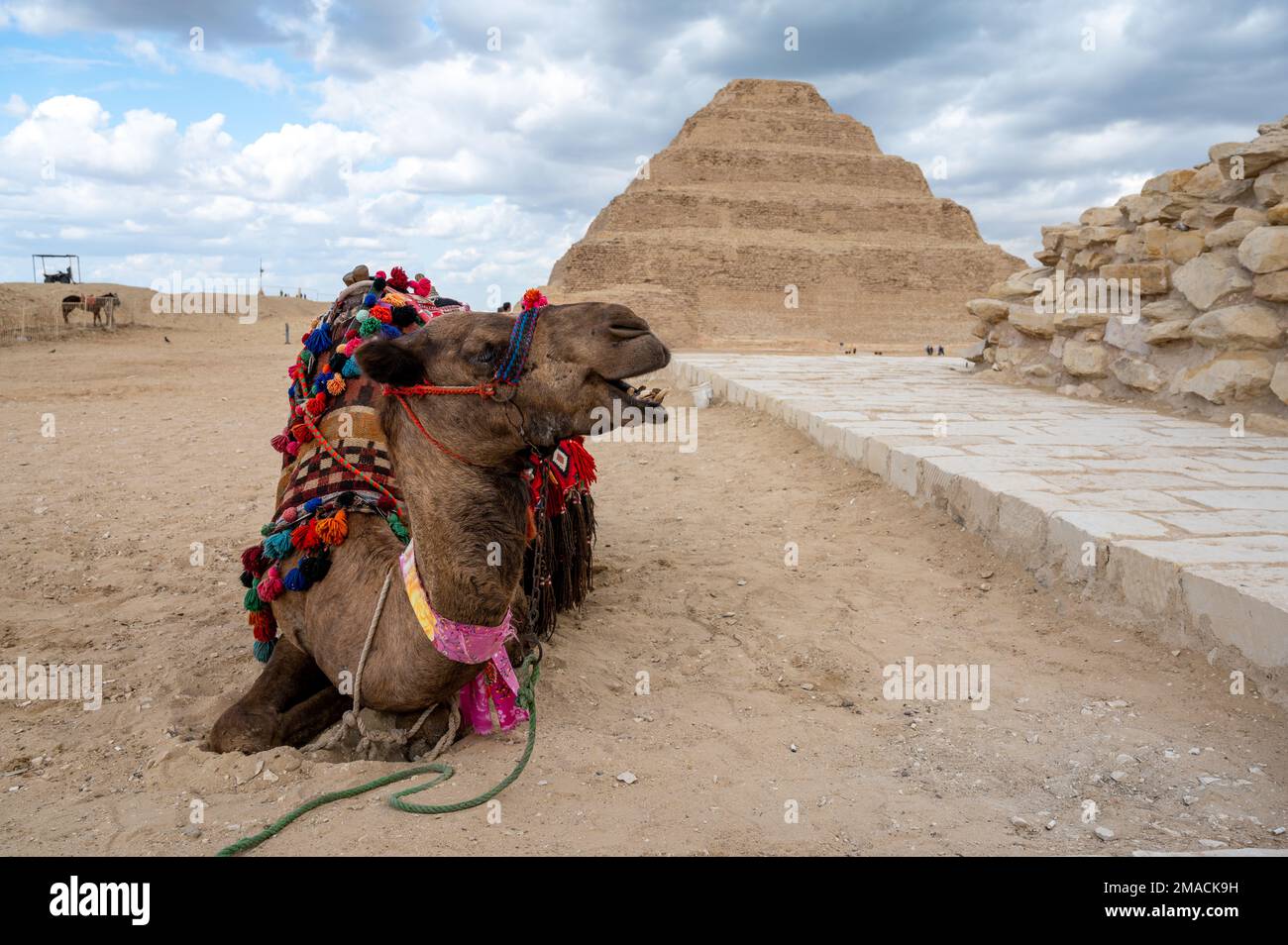 Djoser step pyramid and camel, Saqqara, Egypt Stock Photo