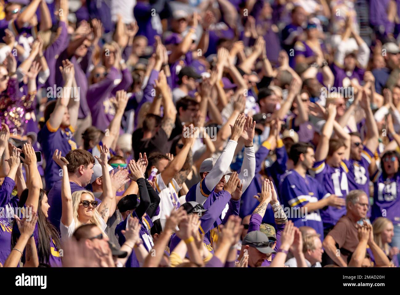 Fans participate in the Skol Chant during the second half of an NFL  football game between the Minnesota Vikings and Detroit Lions, Sunday,  Sept. 25, 2022 in Minneapolis. (AP Photo/Stacy Bengs Stock