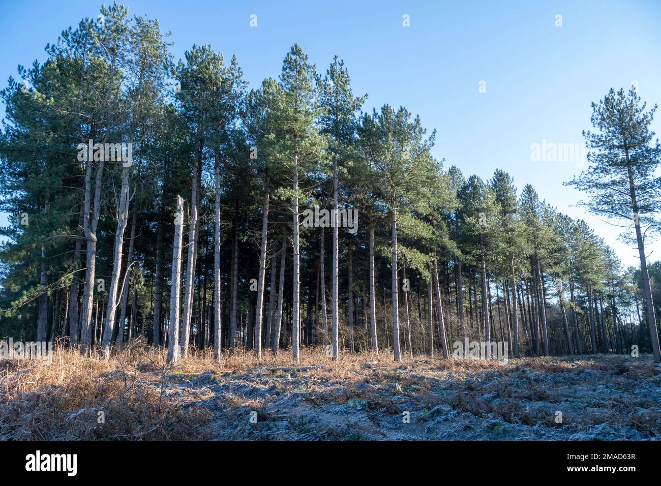 Pine trees in Allerthorpe Woods, East Yorkshire, England Stock Photo