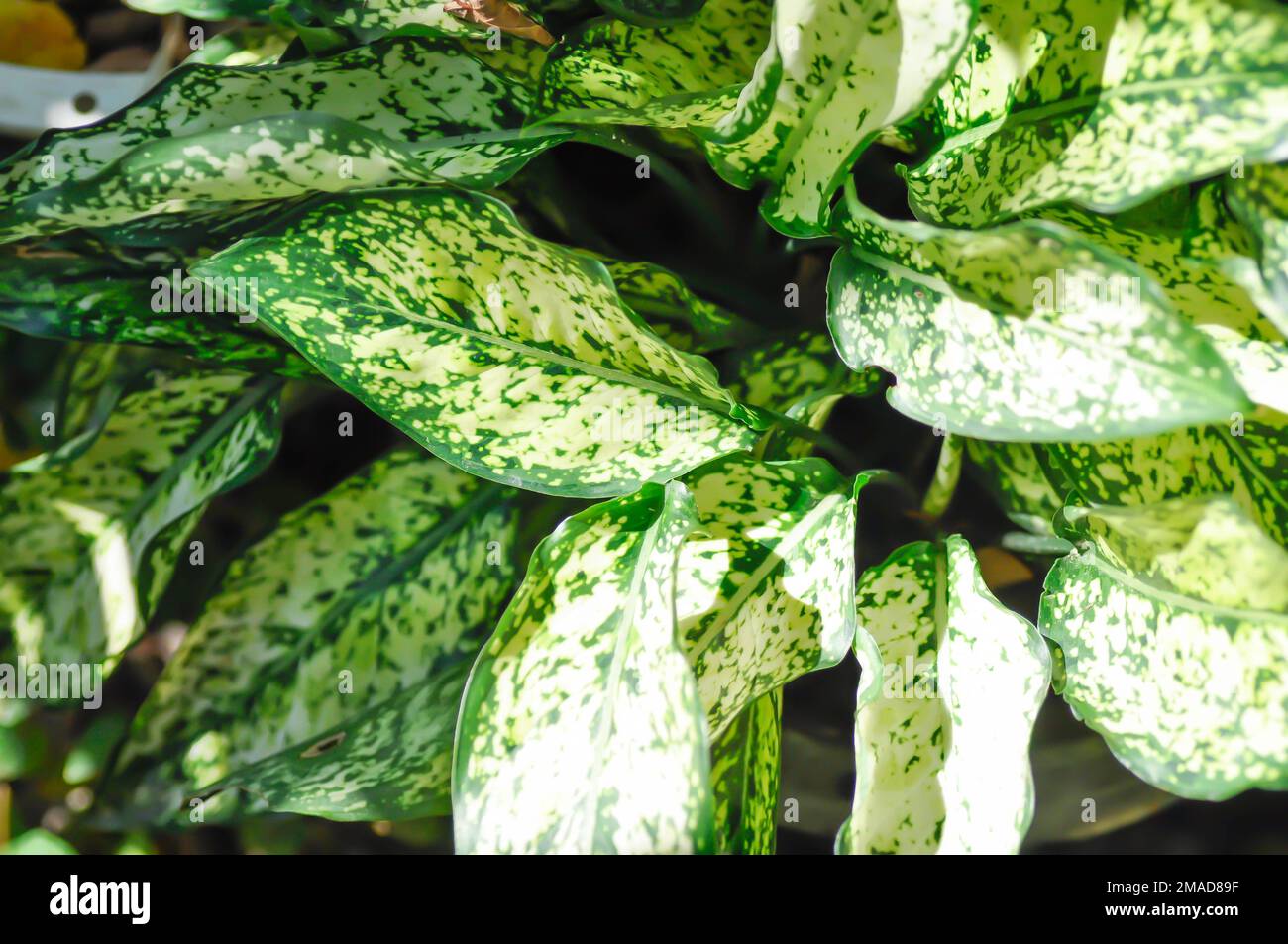 black philodendron Philodendron melanochrysum (Pot Size 12cm) Black-gold Philodendron