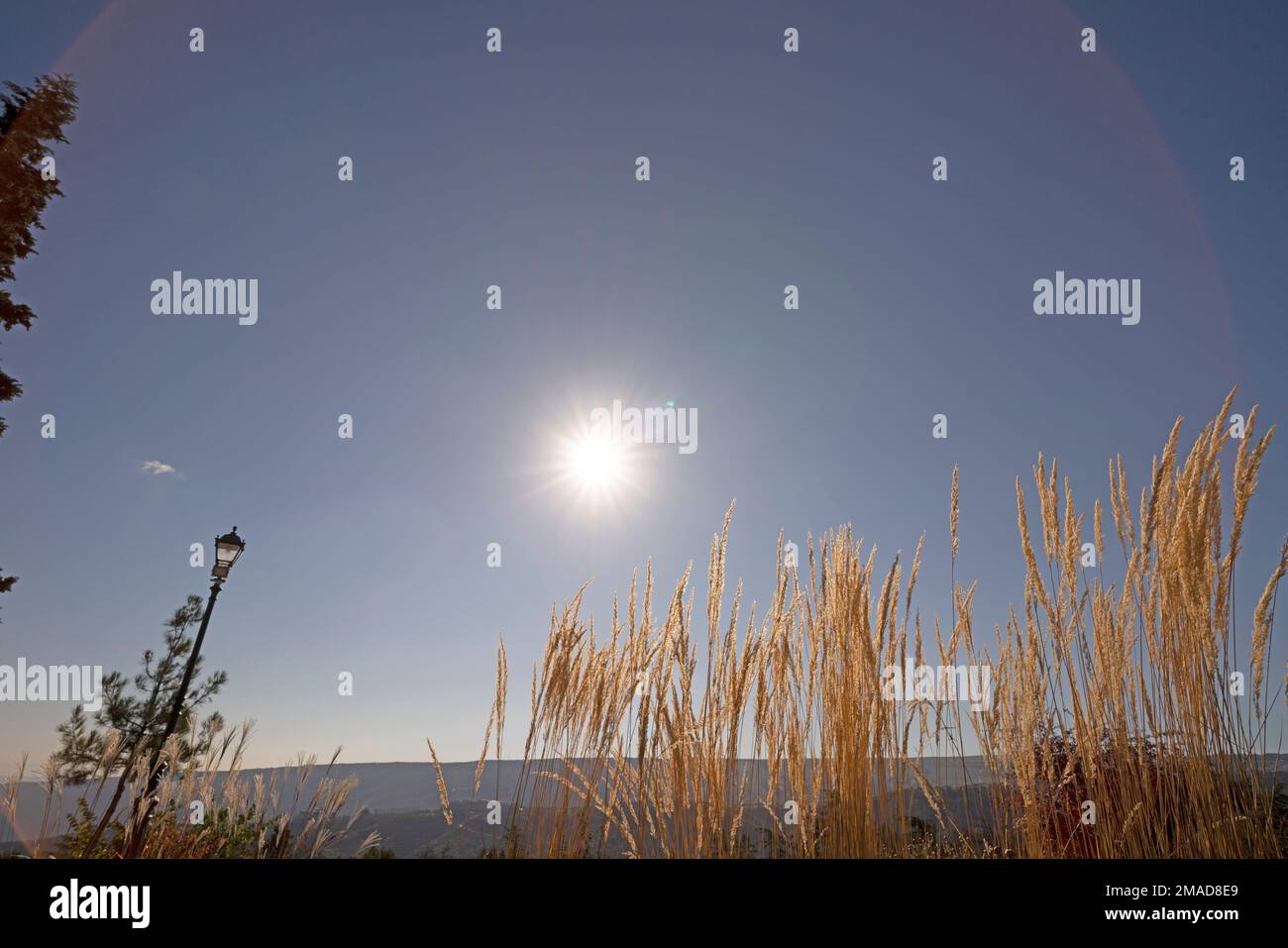 Sun and flare with brown grass meadow for background and inspiration Stock Photo