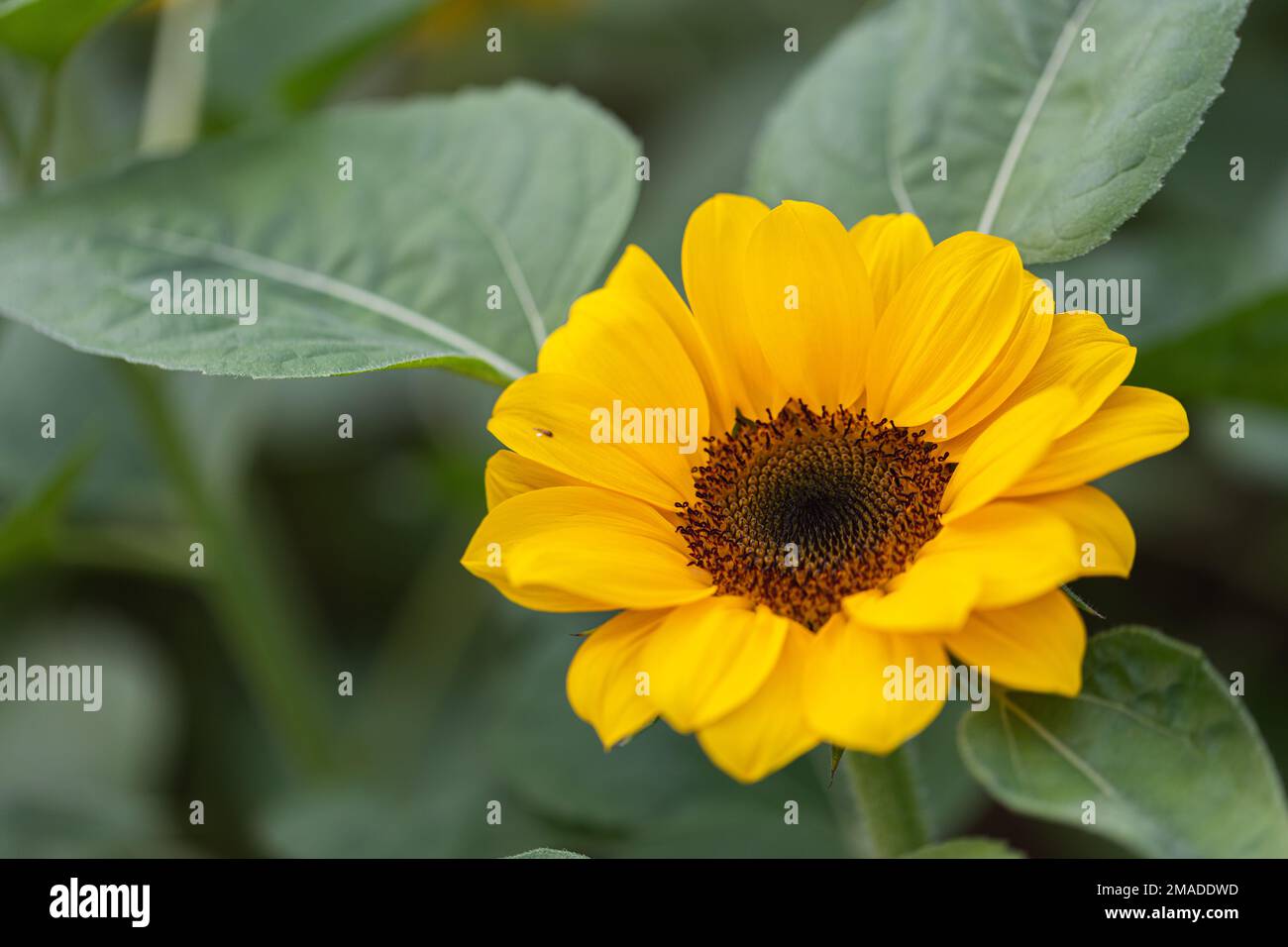 Bright yellow sunflower in field Stock Photo - Alamy