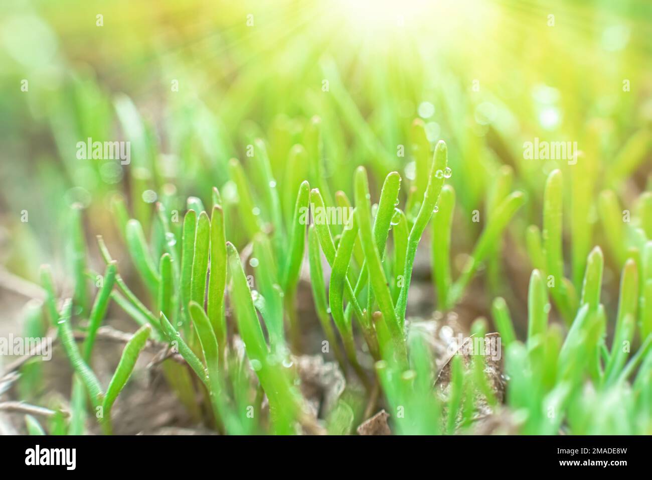 Polygonum aviculare, common knotgrass, prostrate knotweed, birdweed, pigweed and lowgrass. Young green grass sprouts on green background. Spring Stock Photo