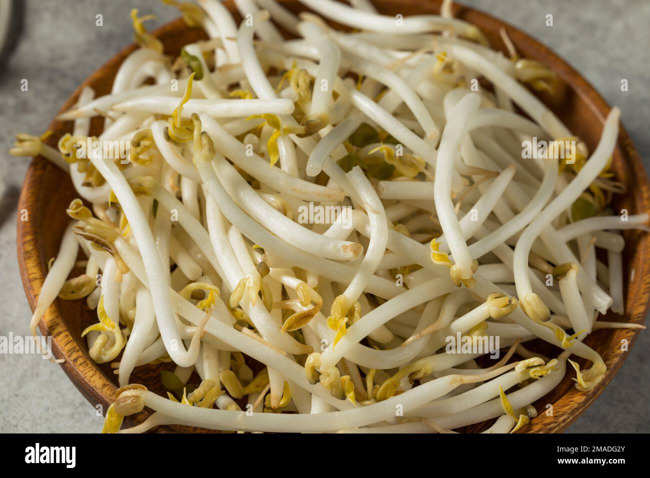 Raw White Organic Soy Bean Sprouts in a Bowl Stock Photo