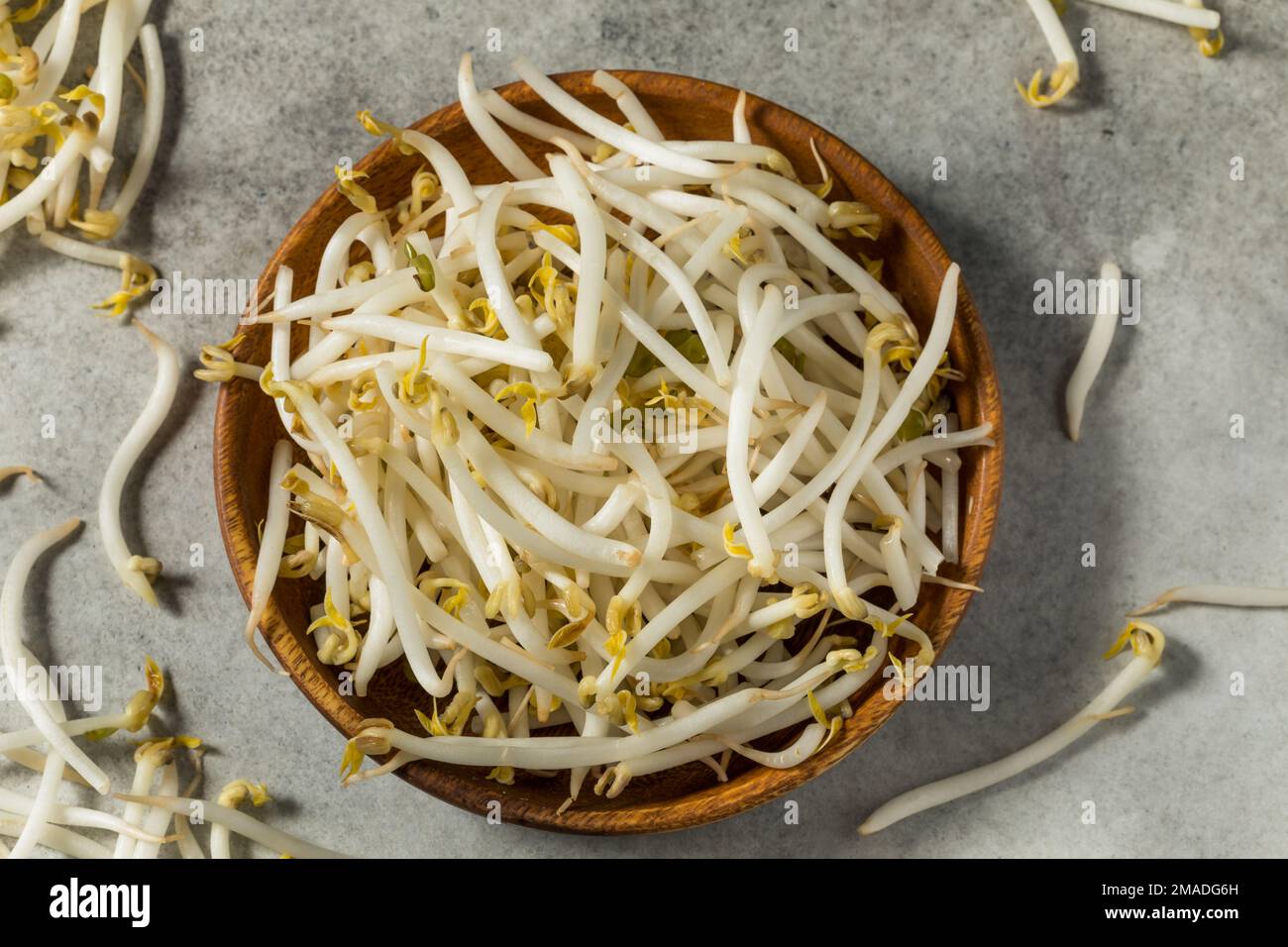 Raw White Organic Soy Bean Sprouts in a Bowl Stock Photo
