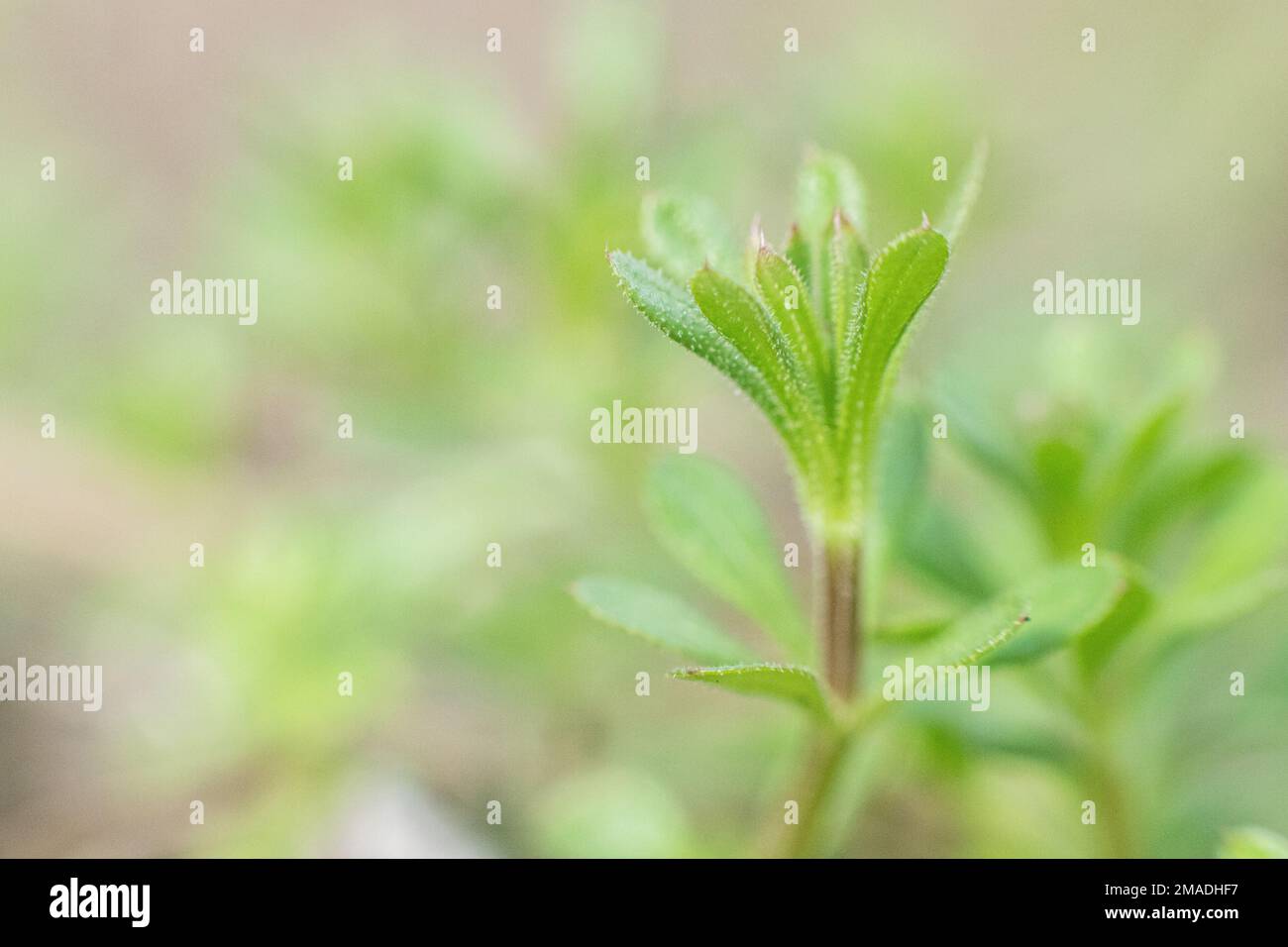 Galium aparine cleavers, catchweed, stickyweed, robin-run-the-hedge, sticky willy, sticky willow, stickyjack, stickeljack, and grip grass use in Stock Photo