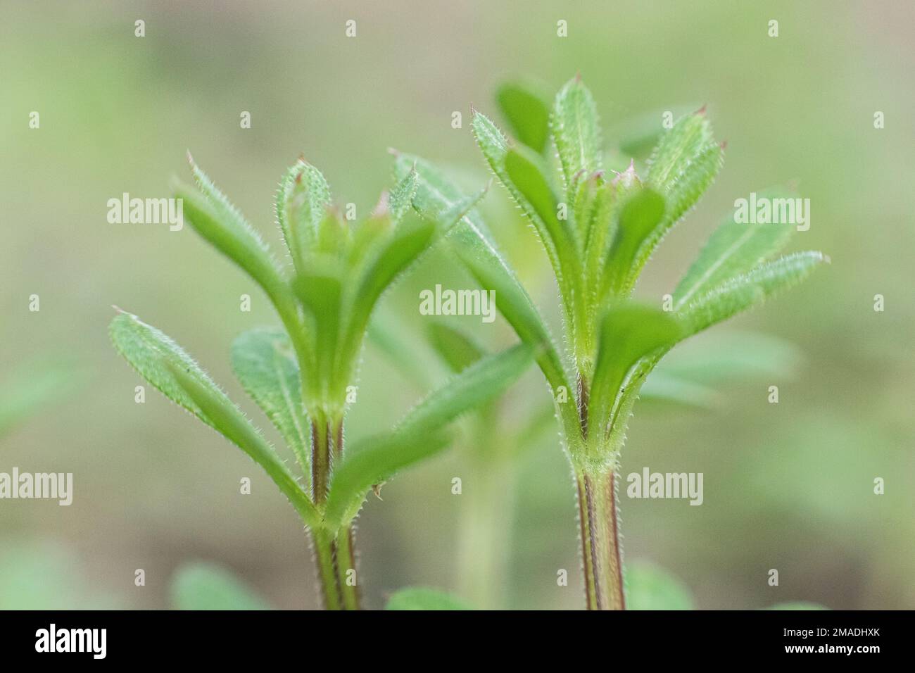 Galium aparine cleavers, catchweed, stickyweed, robin-run-the-hedge, sticky willy, sticky willow, stickyjack, stickeljack, and grip grass use in Stock Photo