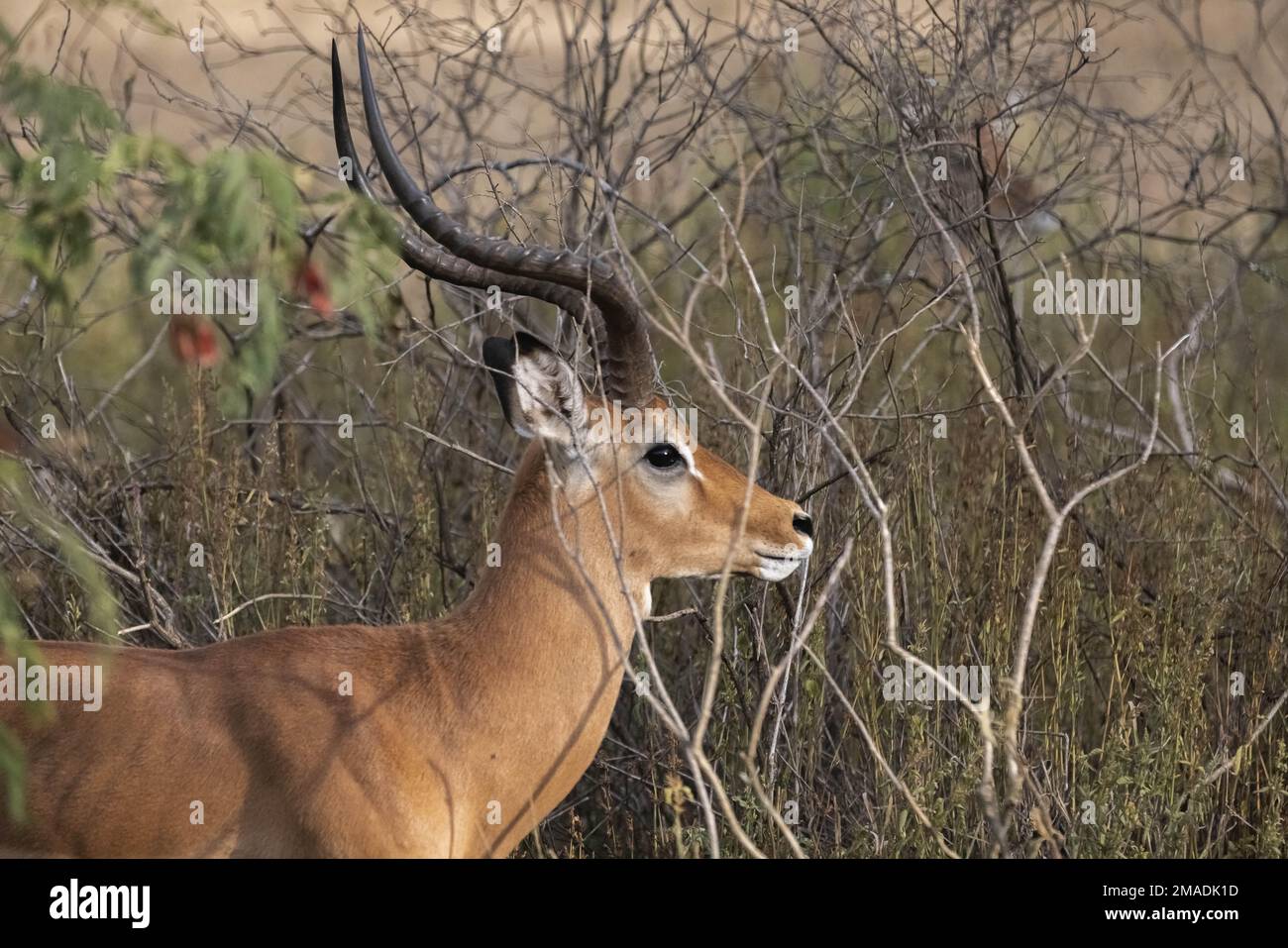 Impalas cross a safari road Stock Photo