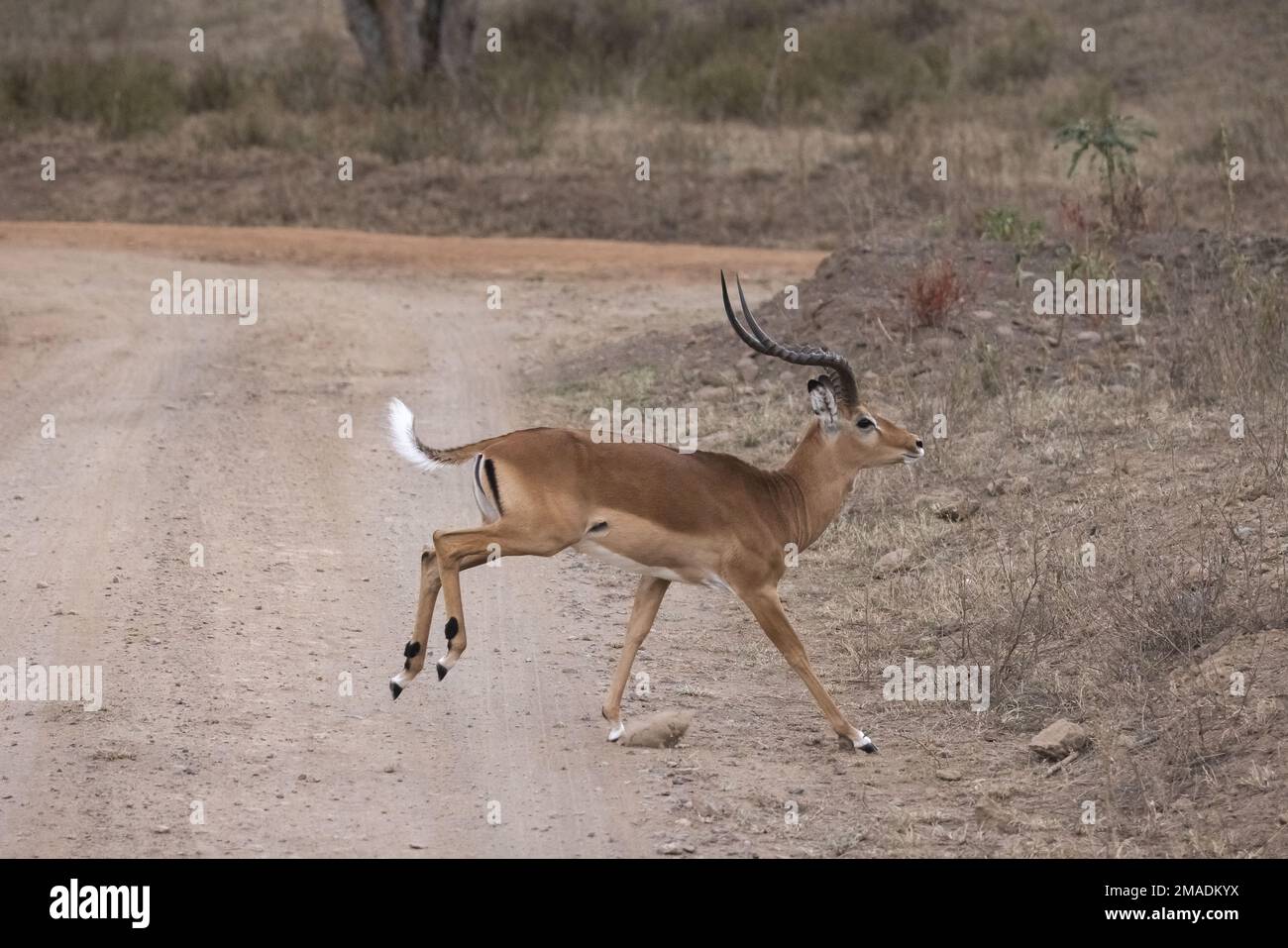 Impalas cross a safari road Stock Photo