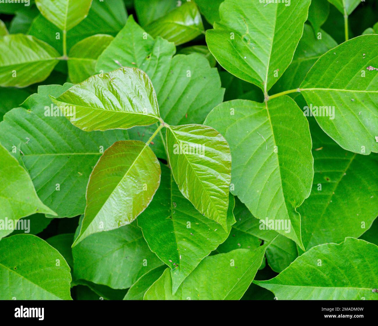 Poison Ivy growing in the Spring: A large patch of the poisonous plants along the side of a path. The glossy leaves of one plant stand out. Stock Photo
