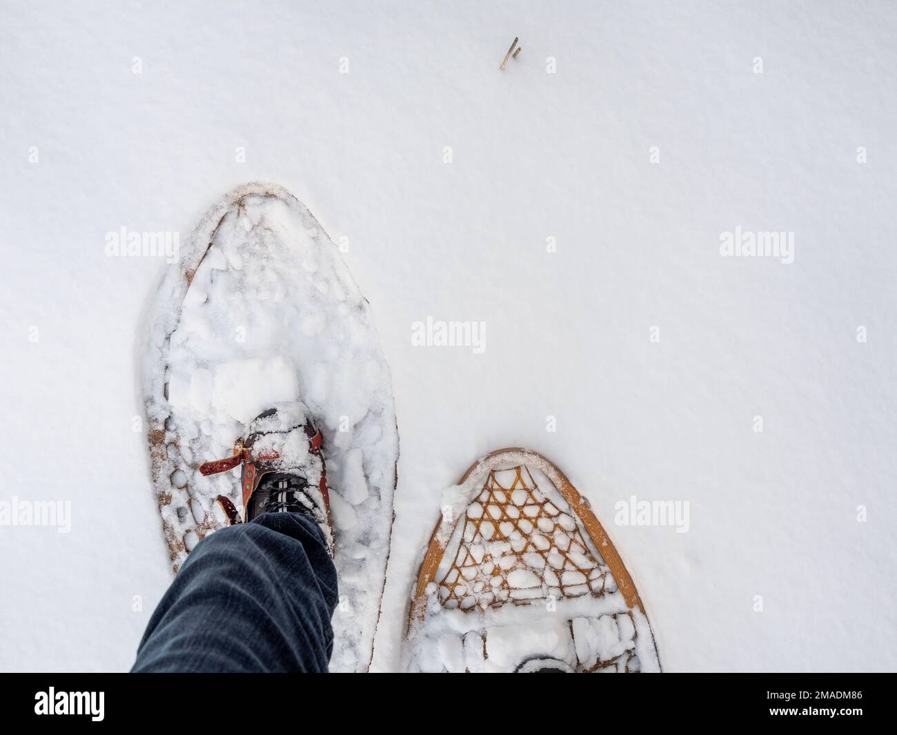 Stepping out on Snowshoes- left foot: A pair of traditional snowshoes from above.  Stepping forward with the left foot. Stock Photo