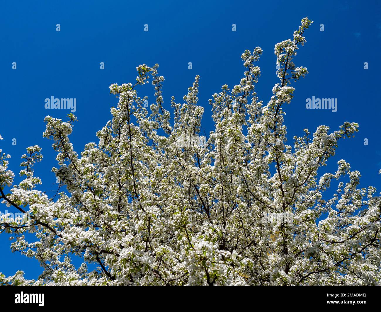 Spring crab apple blossoms: A tree in the Arboretum bursts with white flowers against a deep blue sky Stock Photo