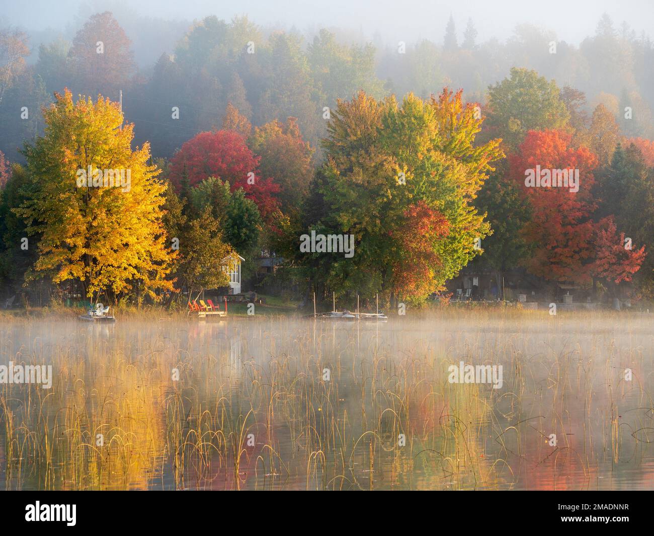 Sunrise Colour: Coloured leaves muted by the morning mist  and the even more muted reflection from the misty water on a lake in the Pontiac Region of western Quebec. Stock Photo