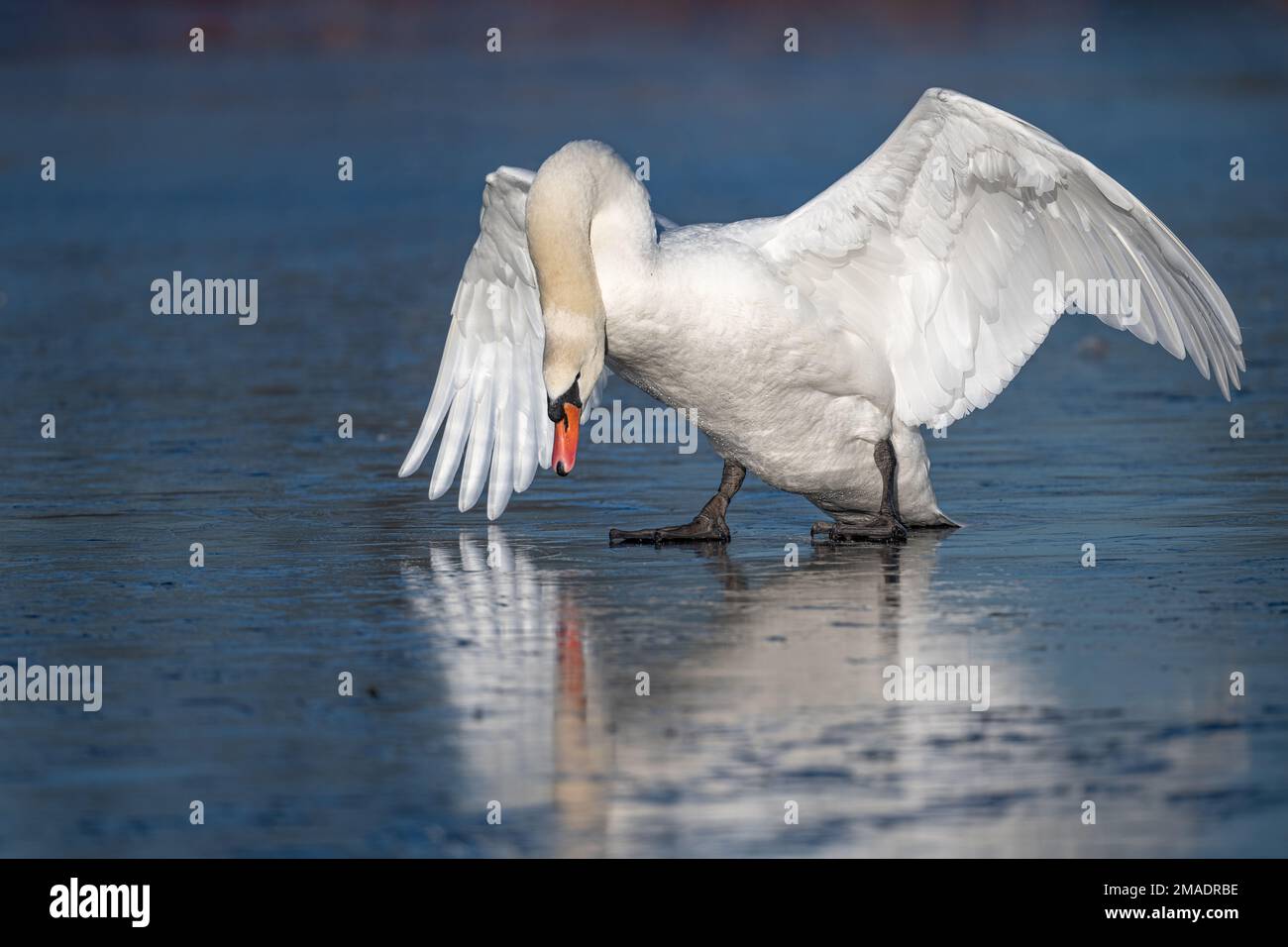 Male swan taking an aggressive posture on an icy pond when chasing another swan in his territory Stock Photo