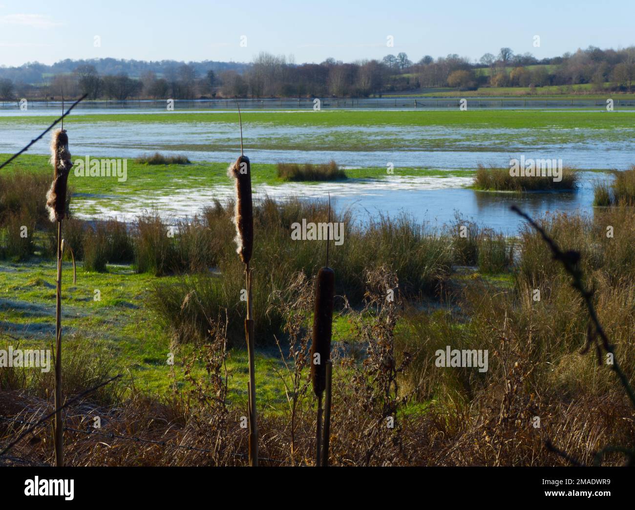 Bulrushes in frozen water meadows Aynho Oxfordshire Stock Photo - Alamy