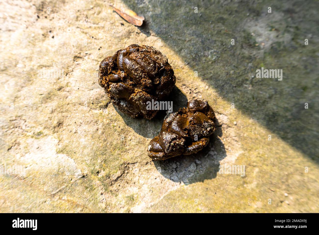 Batch of domesticated goat feces on the ground. Goat feces on the