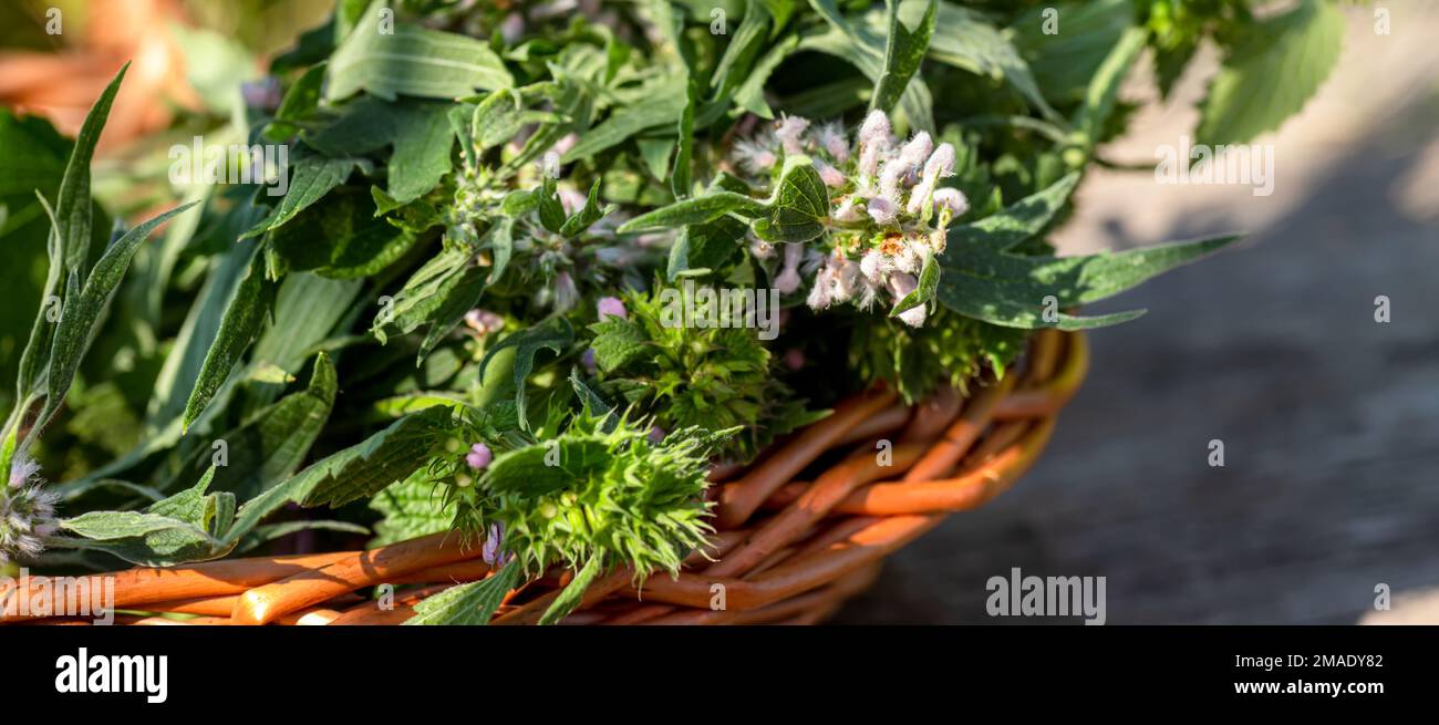 Leonurus cardiaca, motherwort, throw-wort, lion's ear, lion's tail medicinal plant in a wicker basket on a wooden table. Stock Photo