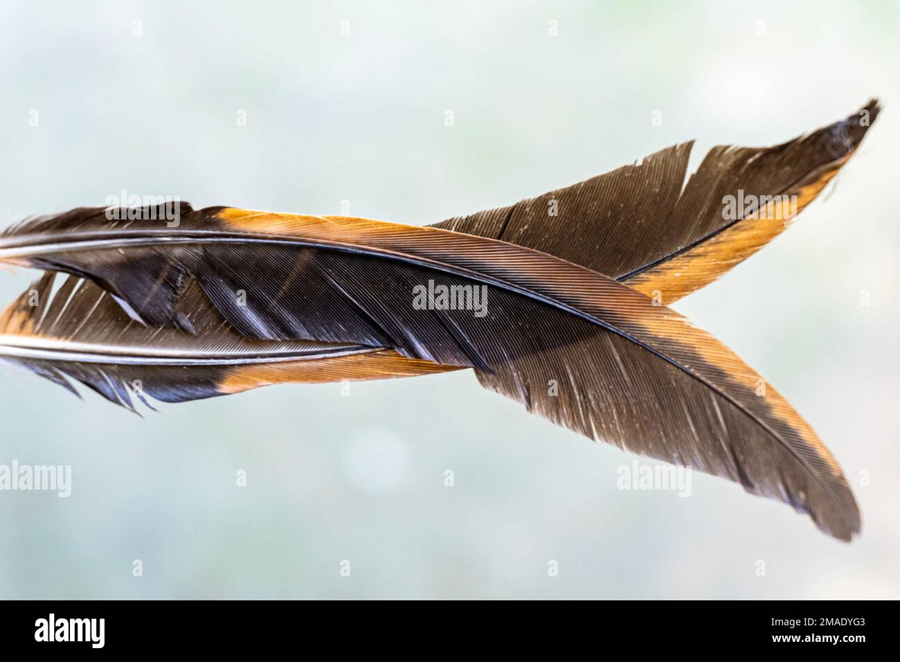 Realistic Bird Feathers. Detailed Colorful Feather of Different