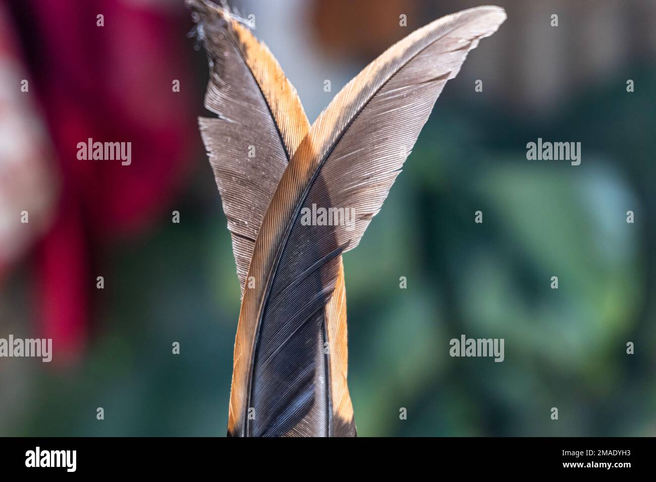 Two colored chicken feather isolated on bllured background. Stock Photo