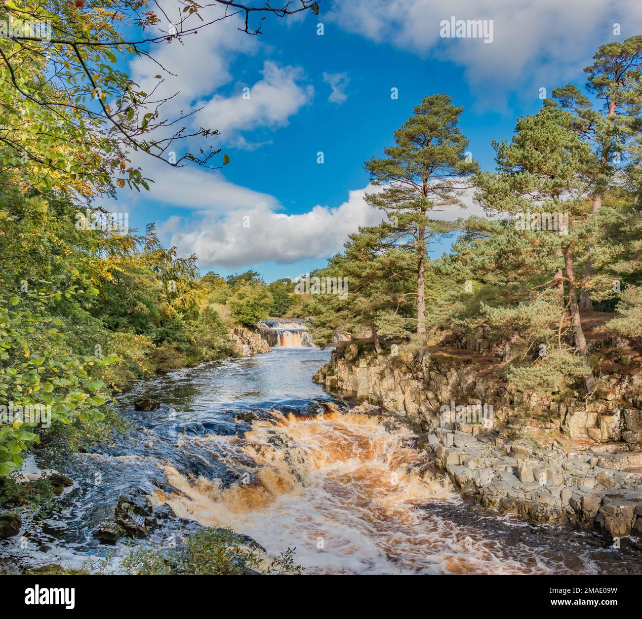 Autumn colours forming in the wooded riverbanks at Low Force. Taken from the Pennine Way long distance footpath at Wynch Bridge in strong sunshine. Stock Photo