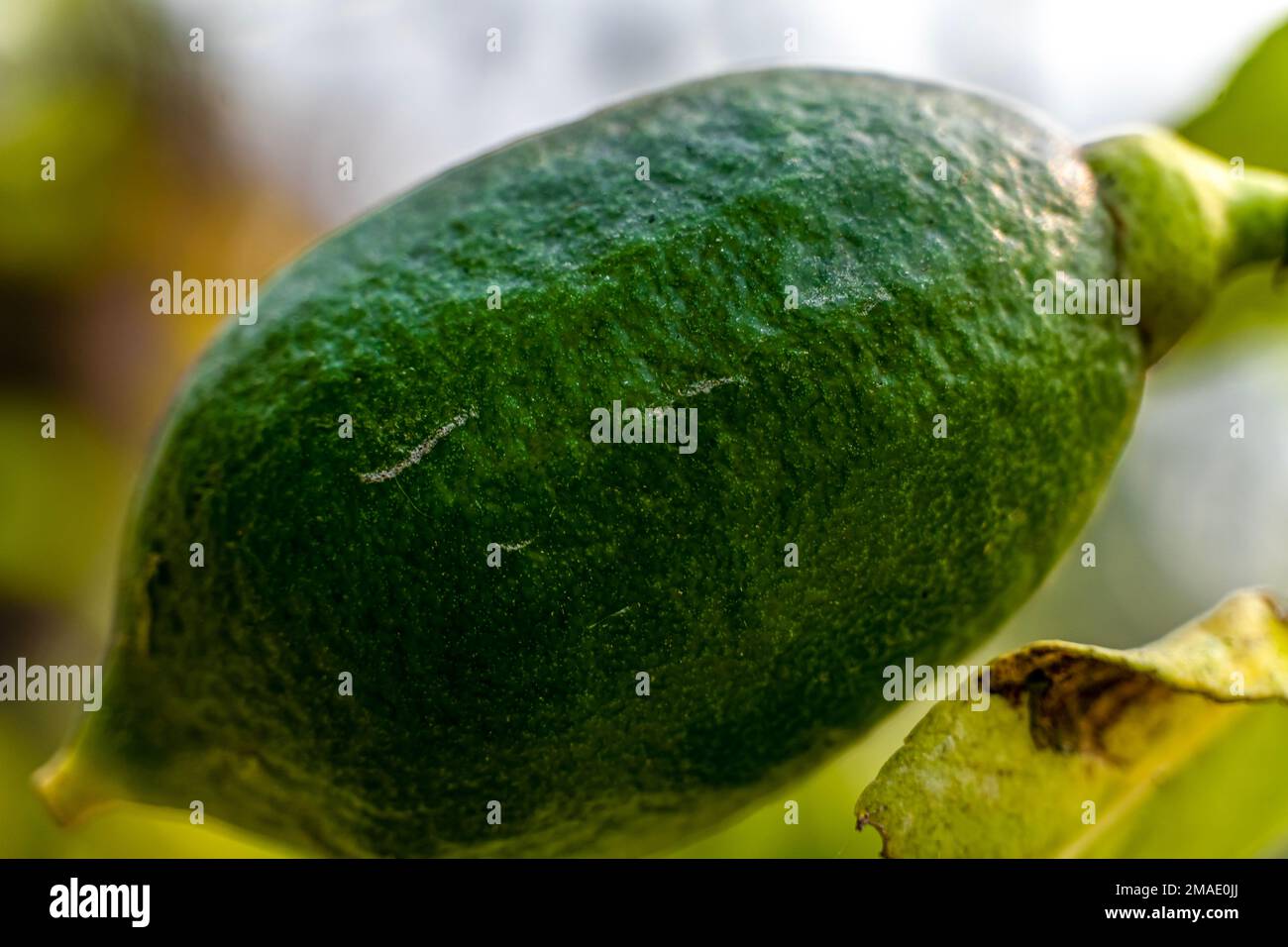 A lemon hanging on the tree. The lemon (Citrus limon) is a species of small evergreen trees in the flowering plant family Rutaceae. Stock Photo