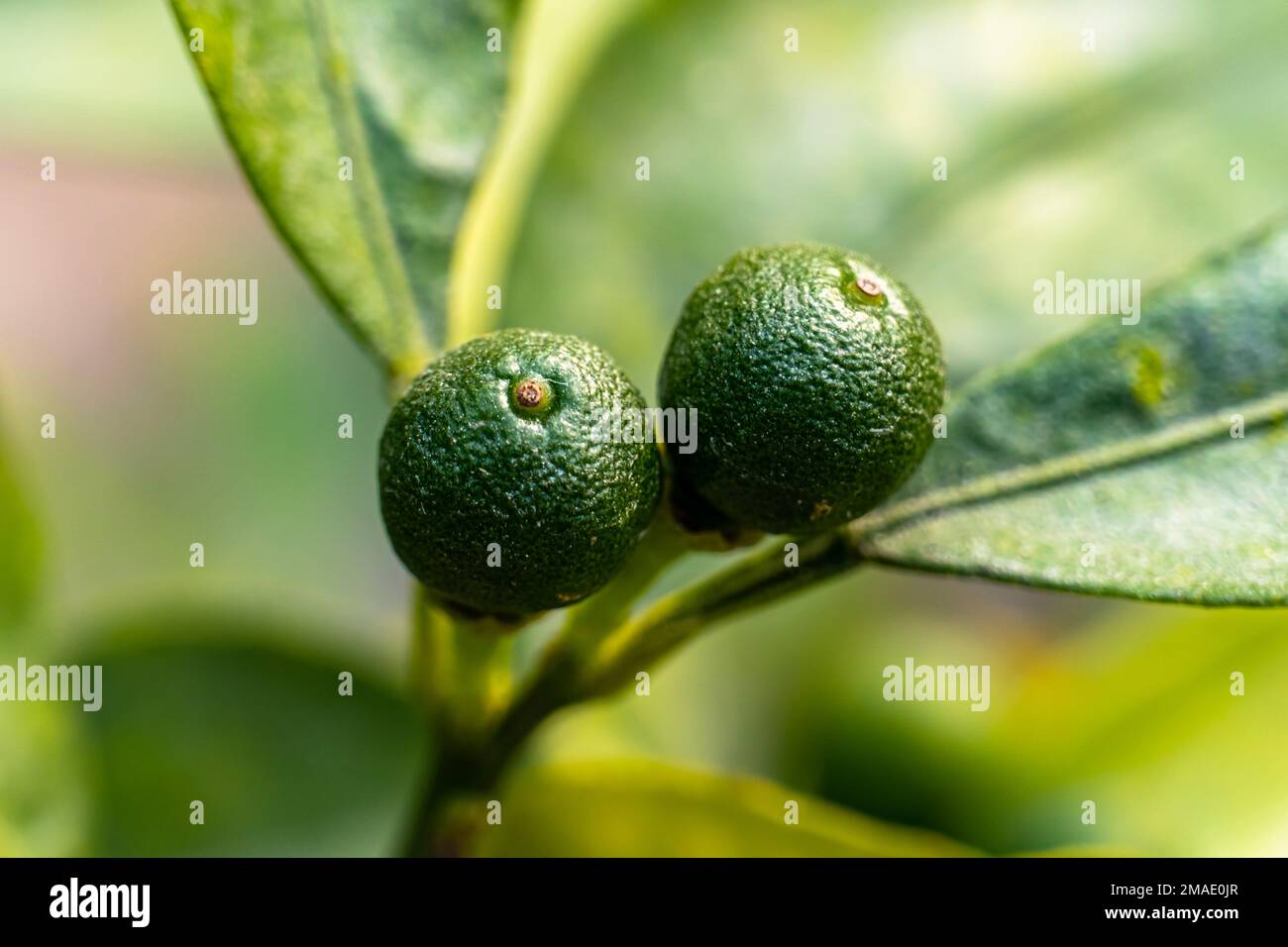 Two small lemon hanging on the tree. The lemon (Citrus limon) is a species of small evergreen trees in the flowering plant family Rutaceae. Stock Photo