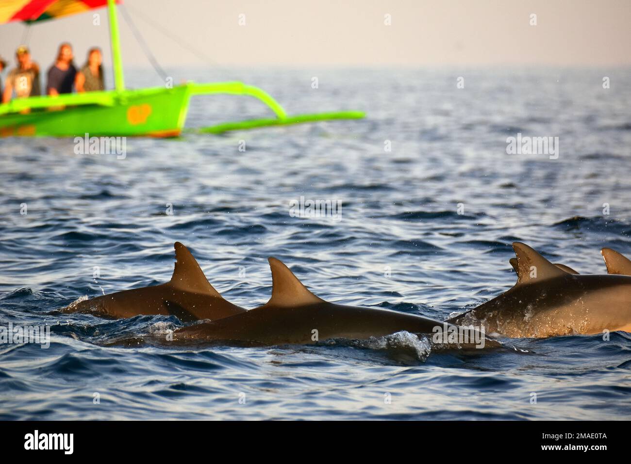 Spinner dolphin, Ostpazifischer Delfin, Dauphin à long bec, Stenella — free download