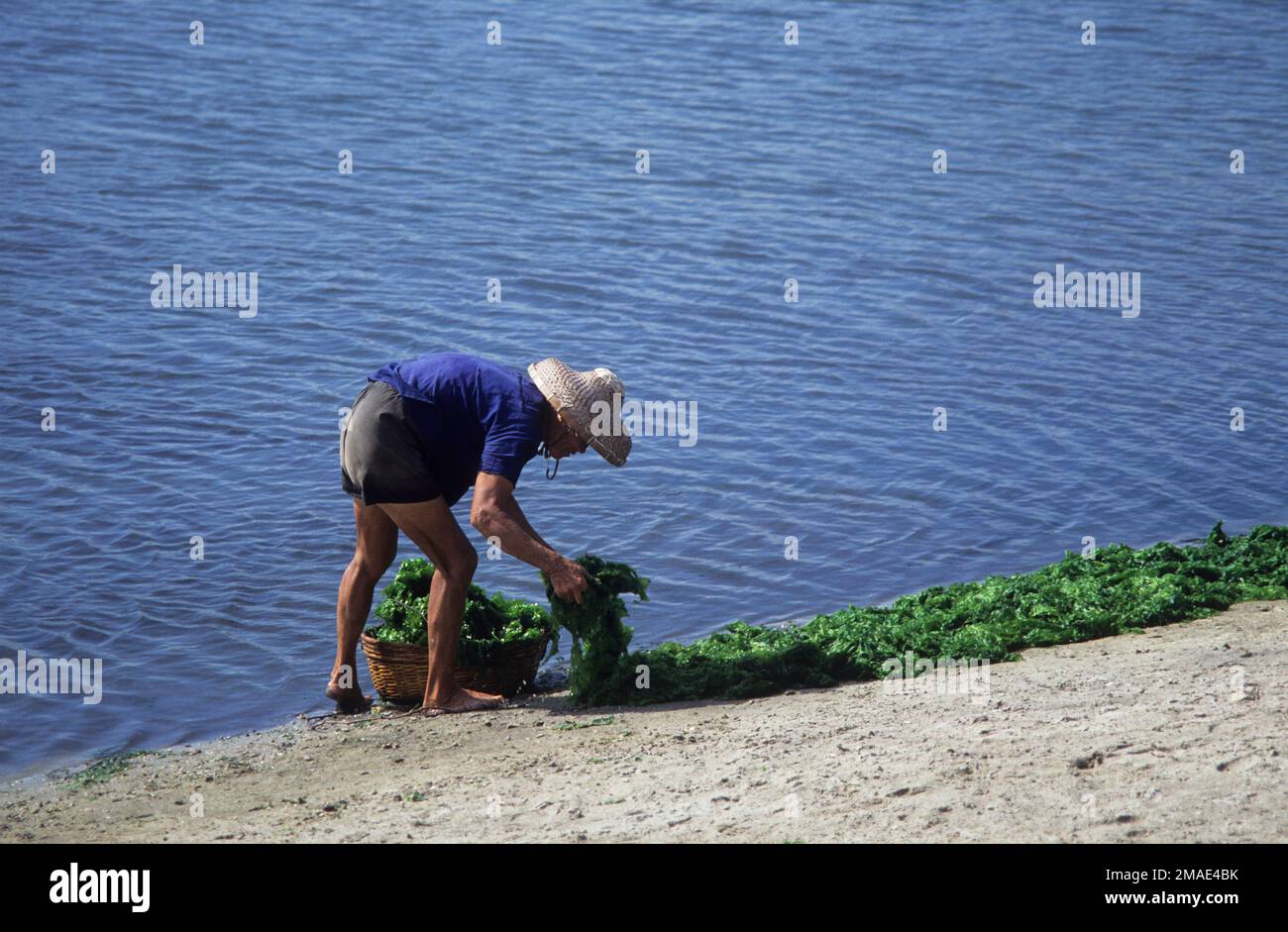 China, Hainan Island, drying kelp. Stock Photo