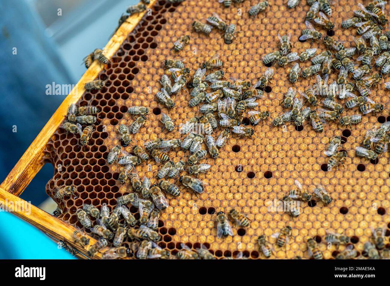 Beehive honey bees hi-res stock photography and images - Alamy