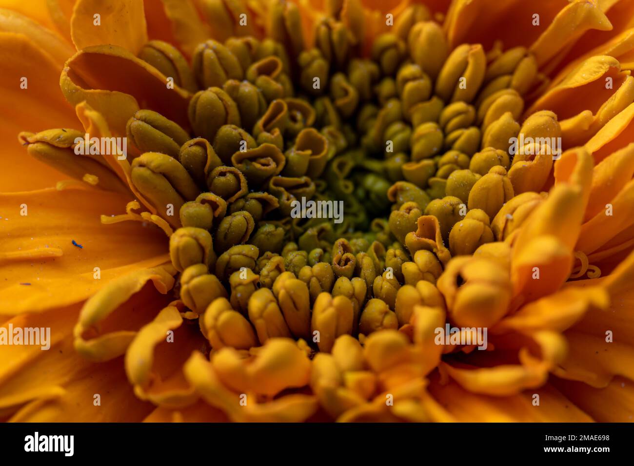 Close-up view of calendula flowers with leaves and buds isolated on ...