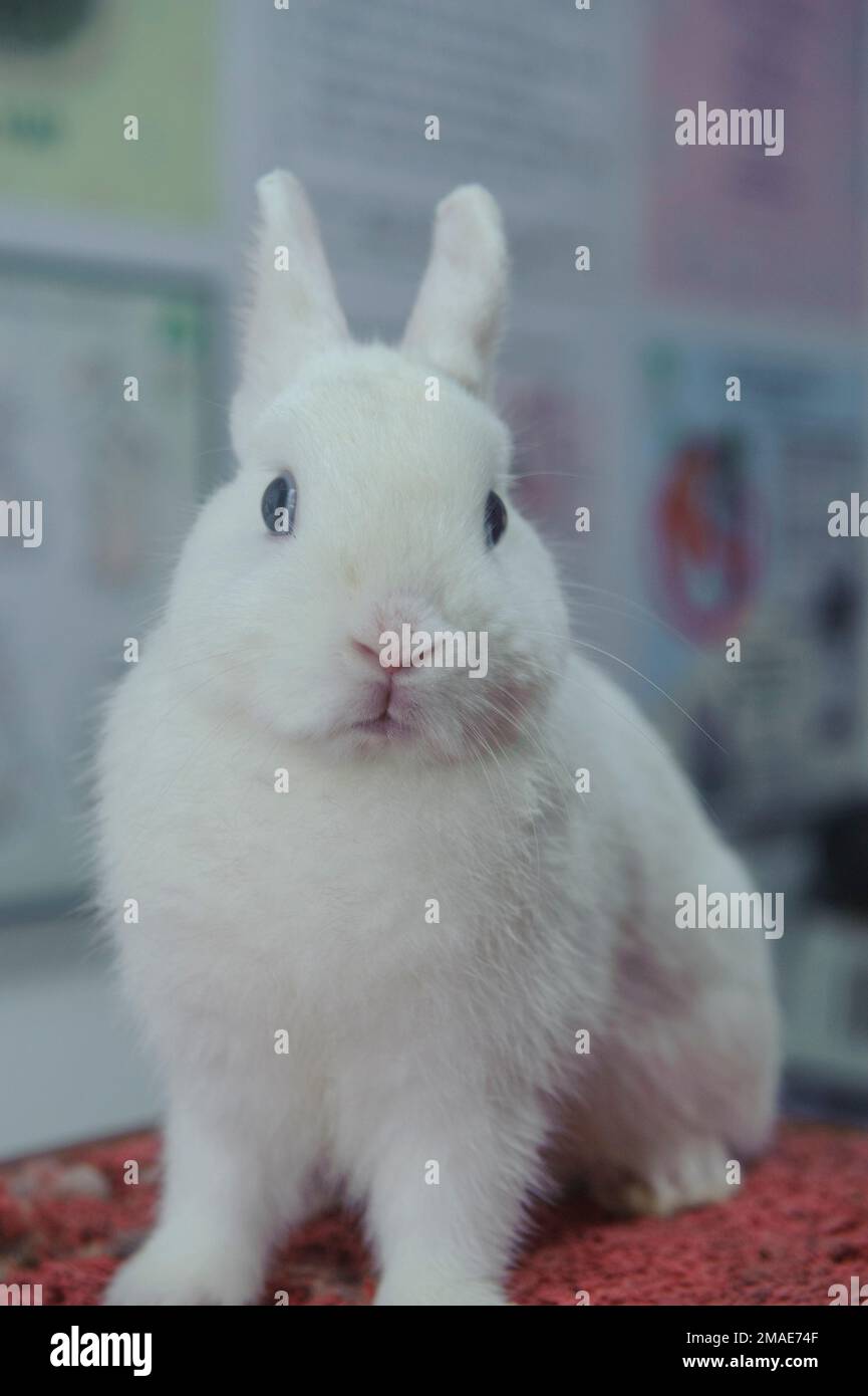The Netherland dwarf rabbit seen inside a farm in Medan, Northern of ...