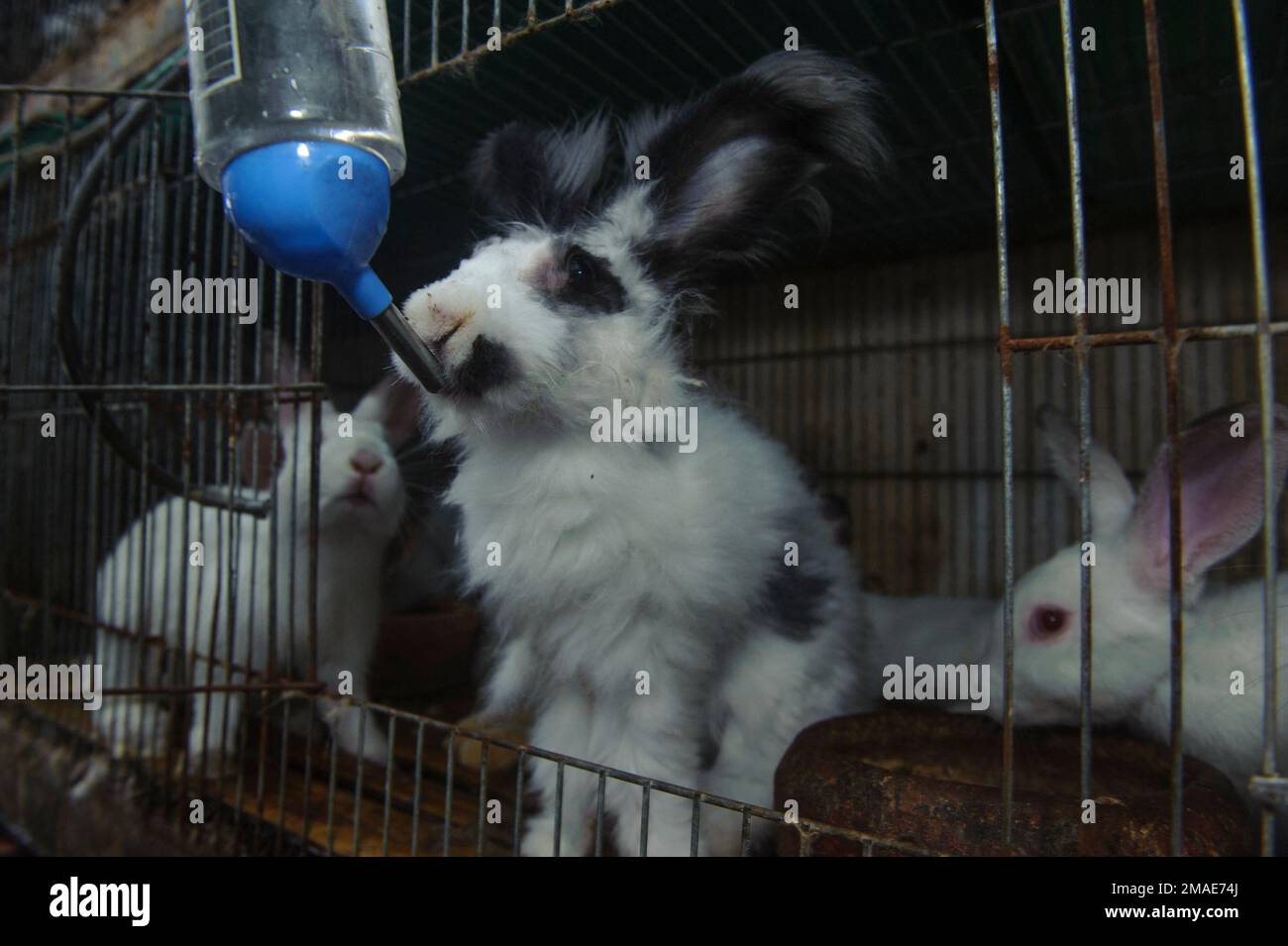 The dwarf rabbit's seen while drinking water a rabbit farm in Medan ...