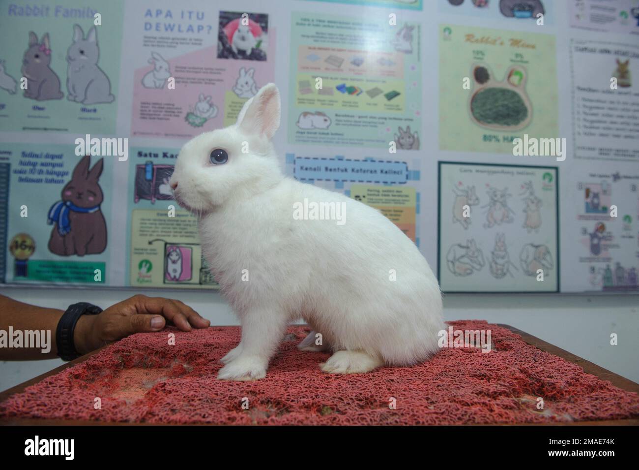 Hand of a rabbit lover man, Alwy Fahruzy Nasution, 33, is seen holds a ...