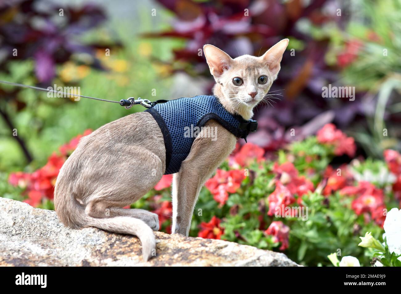 Young Abyssinian cat color Faun with a leash walking around the yard