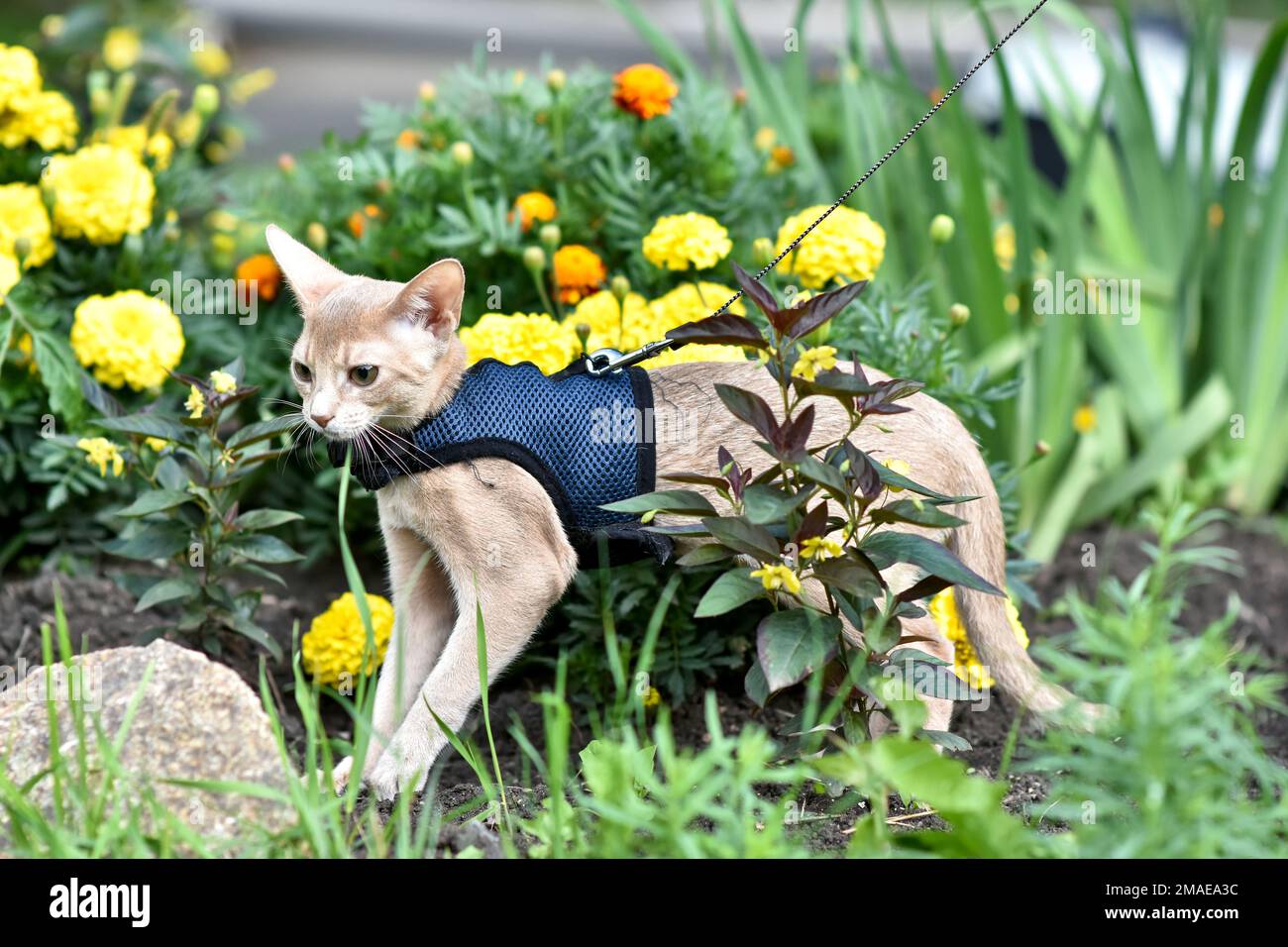 Young Abyssinian cat color Faun with a leash walking around the yard