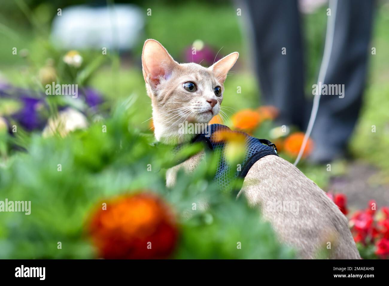 Abyssinian cat of fawn color, close-up portrait, walks along the lawn