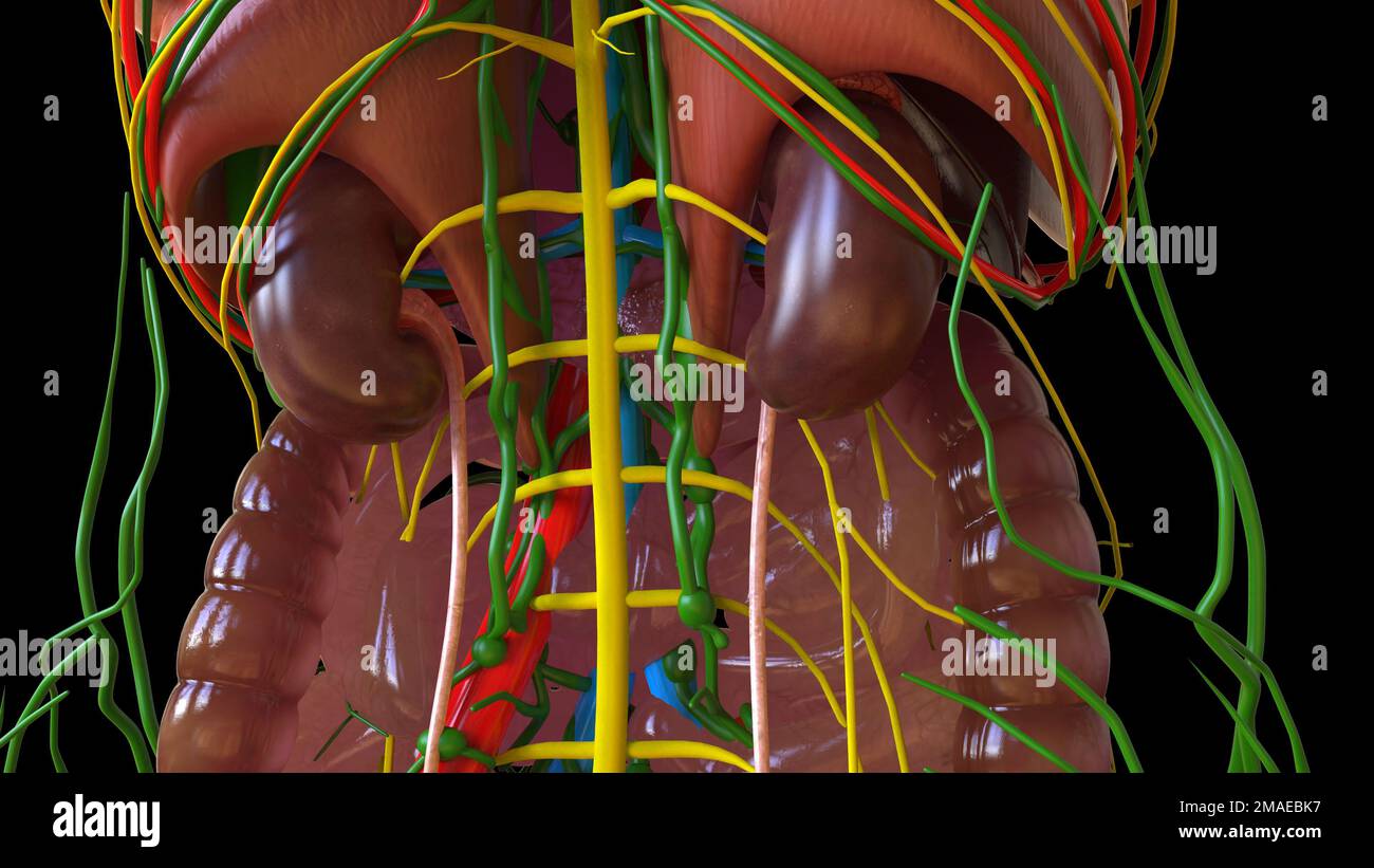 Human kidney anatomy for medical concept 3D illustration Stock Photo ...