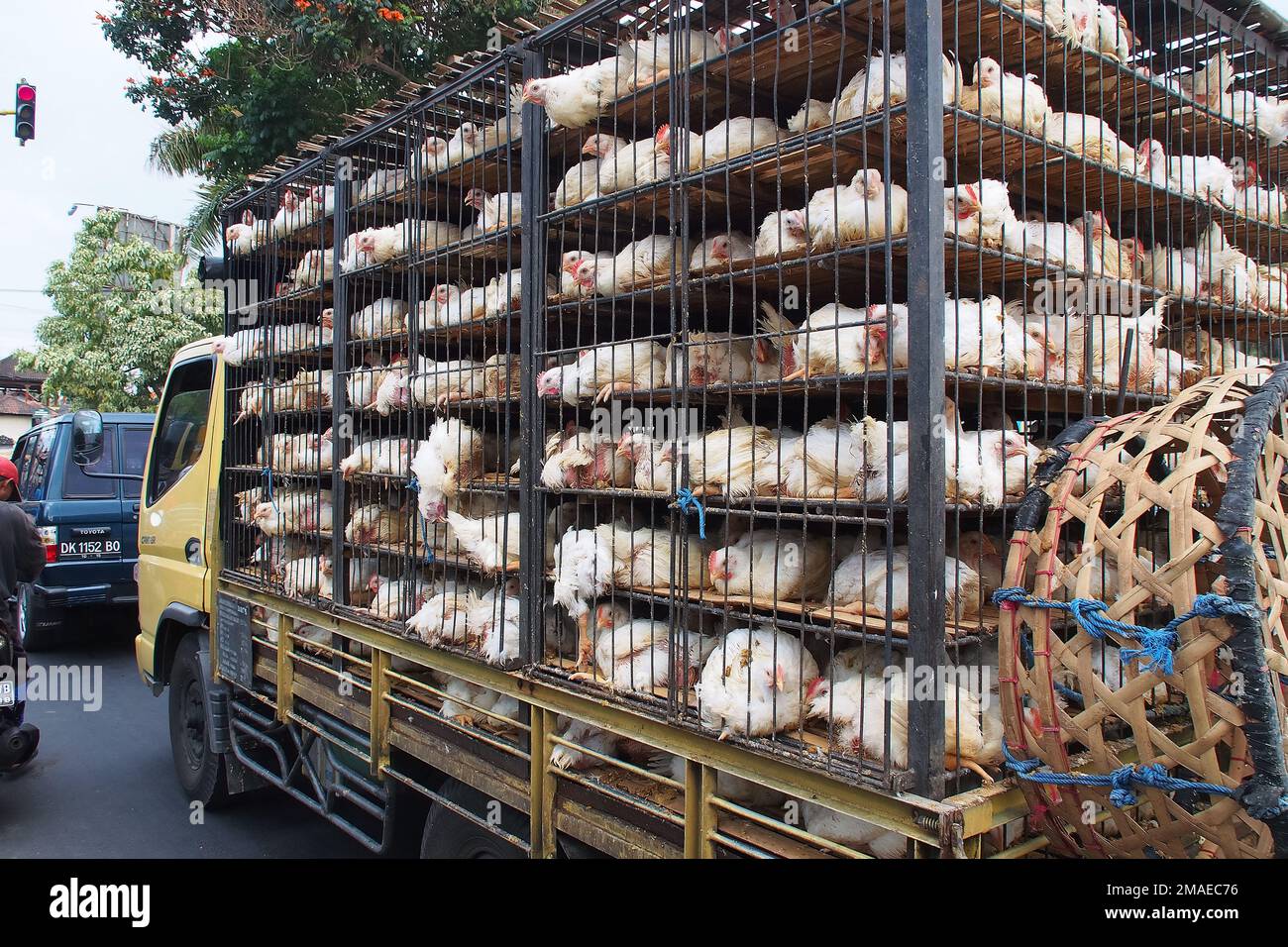 truck transporting chickens, Lovina, Buleleng Regency, Bali, Indonesia