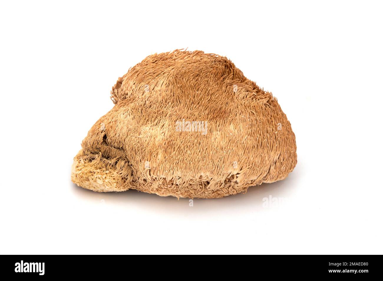 Lion's mane mushroom (Hericium Erinaceus) on a white background Stock Photo