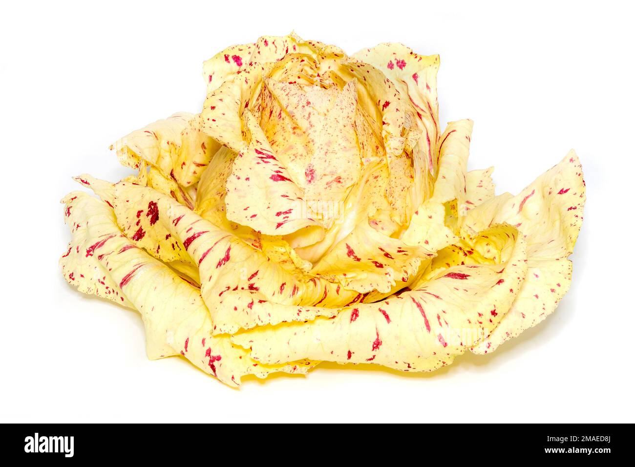 great gatsby plus size