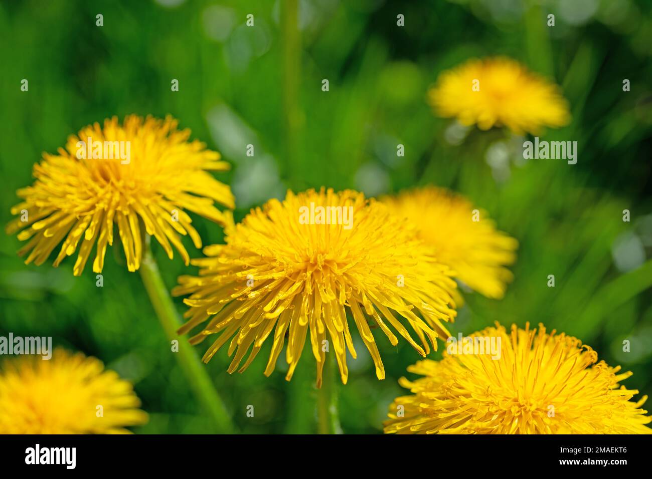 Flowering dandelion, Taraxacum, in spring Stock Photo