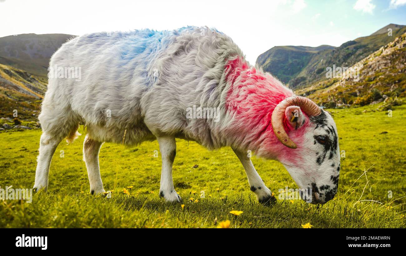 Sheep on a pasture in Kerry, Ireland Stock Photo
