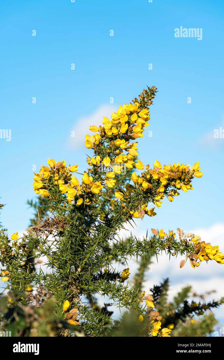 Yellow Gorse bush in flower Stock Photo